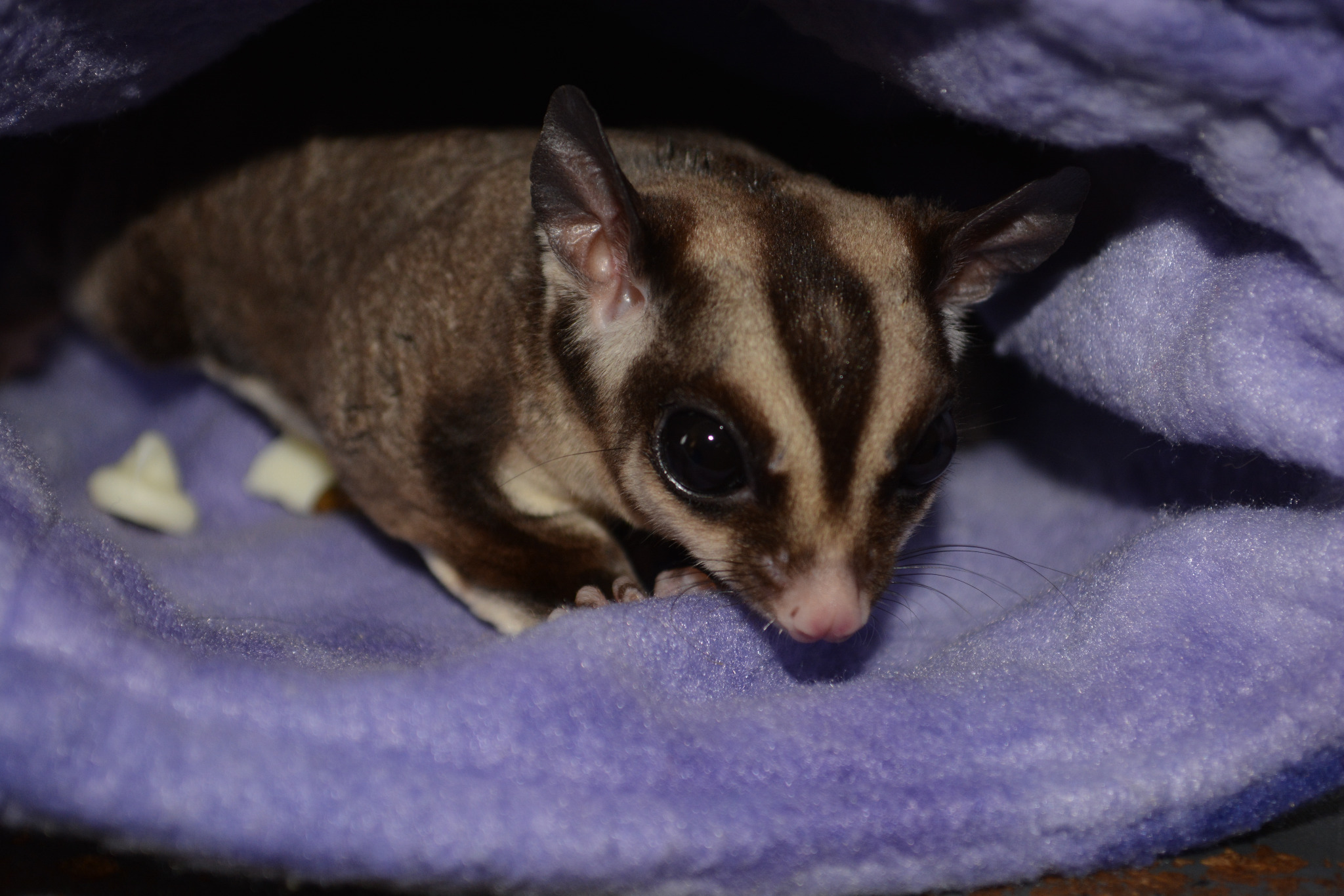 Male sugar glider showing the bald scent gland spot on top of the head