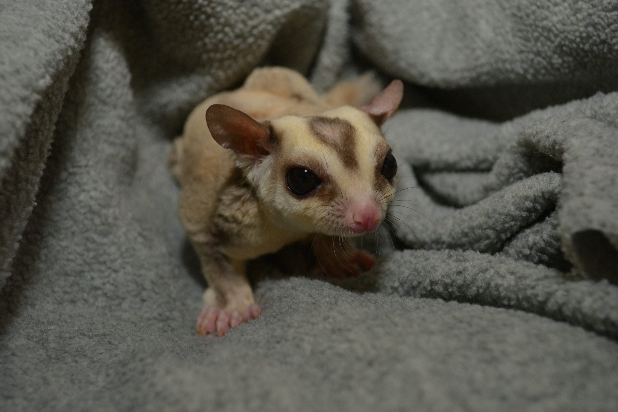 Cream colored male sugar glider showing the bald scent gland spot on the head