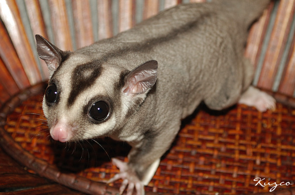 Gray male sugar glider showing the bald scent gland spot on the head