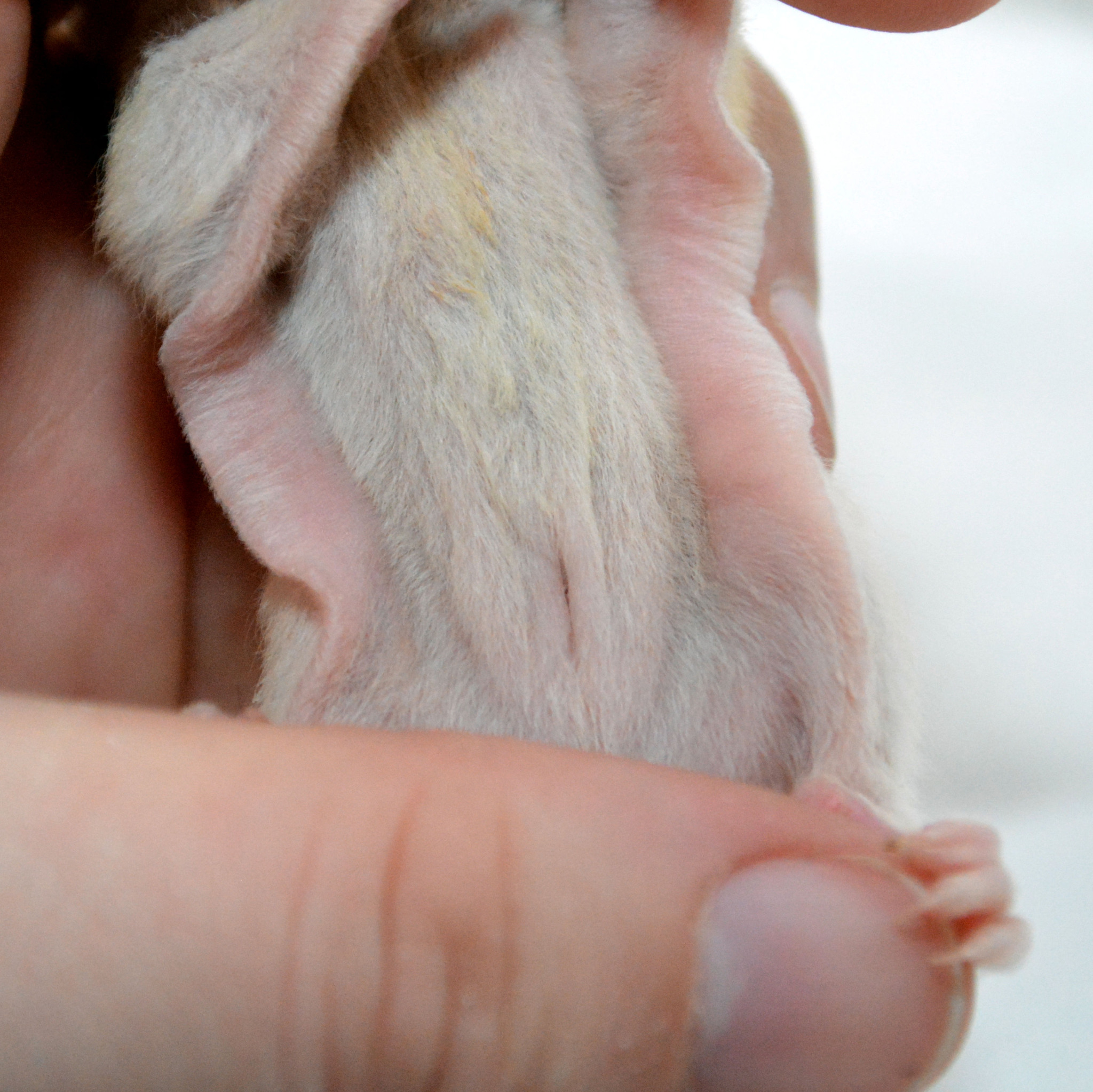 Female sugar glider pouch close-up
