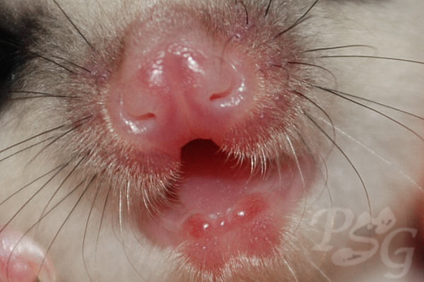 Sugar glider mouth and teeth
