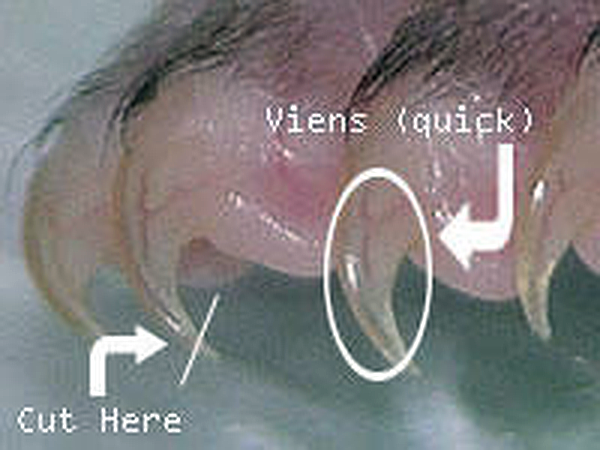 Sugar glider nail trimming diagram showing the quick and where to cut