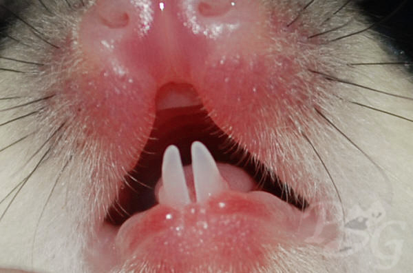 Sugar glider teeth and gums photo