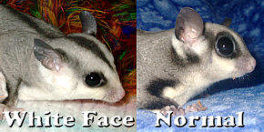 White face sugar glider compared with normal markings