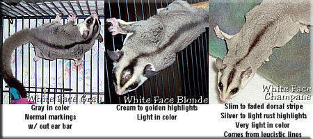 White face sugar glider color examples