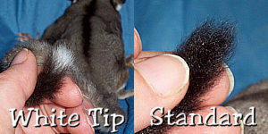 White tip sugar glider tail example