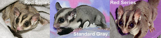 Red series sugar glider compared with standard gray