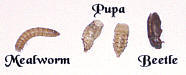 Mealworm, pupa, and beetle life cycle
