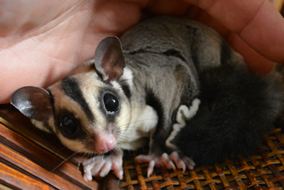 Classic gray sugar glider being held in hands