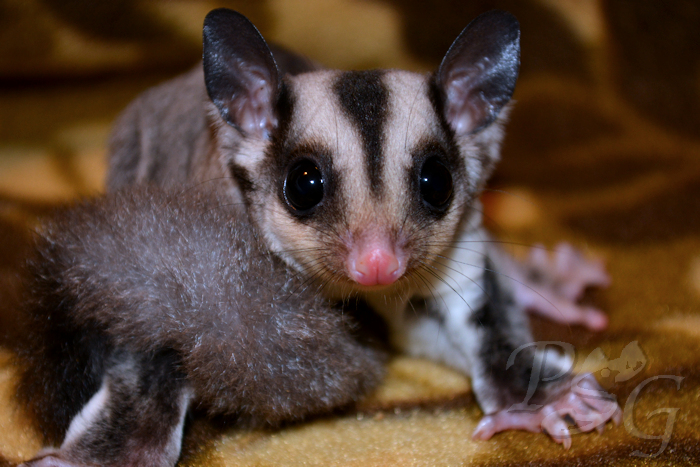 Classic gray sugar glider on a blanket